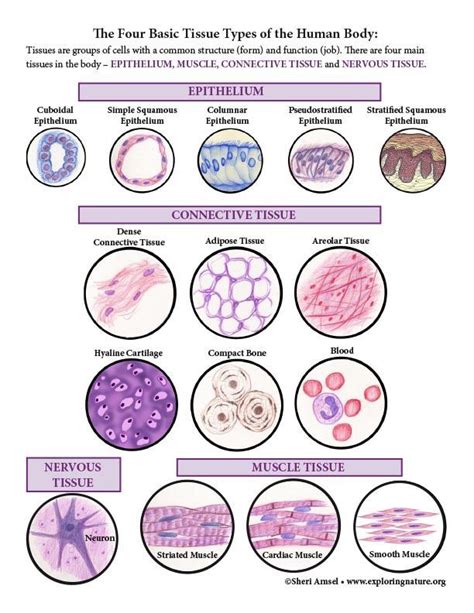 Image result for Tissue Types