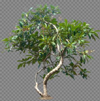 Toradh íomhá ar Tree File Manager