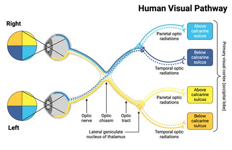 Visual Pathway Brain-साठीचा प्रतिमा निकाल