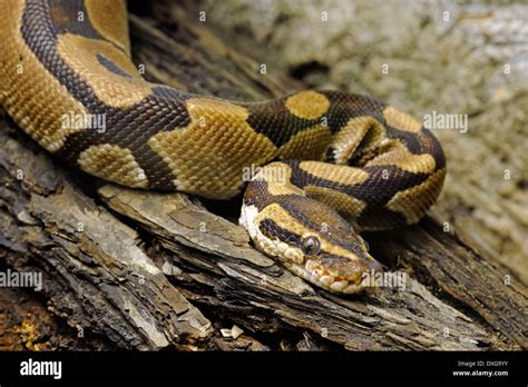 Image result for Royal Python African
