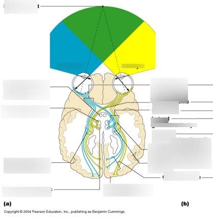 Visual Pathway Brain-साठीचा प्रतिमा निकाल