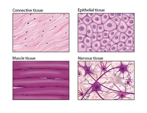 Image result for Tissue Types