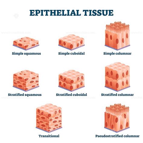 Image result for Tissue Simpel