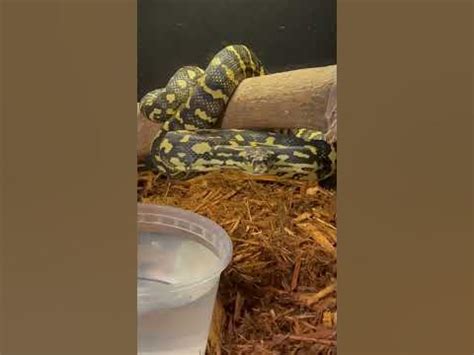 Image result for Python Snake Strike