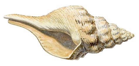 Shell Logo JPEG に対する画像結果