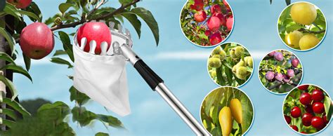 Afbeeldingsresultaten voor Orange Tree Picker