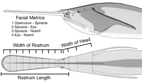 Image result for Rostral Dex