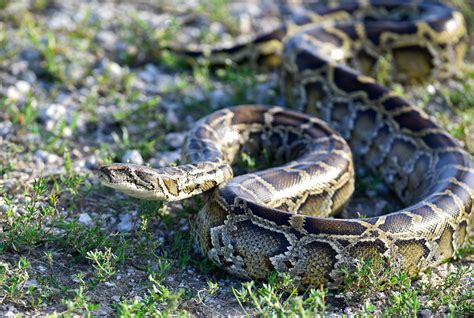 Image result for Burmese Python Invasive Species