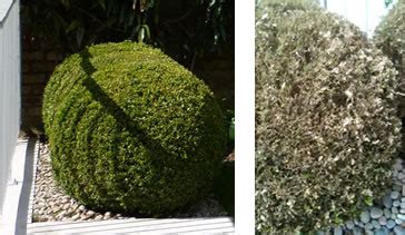 Image result for Box Tree Moth Infestation