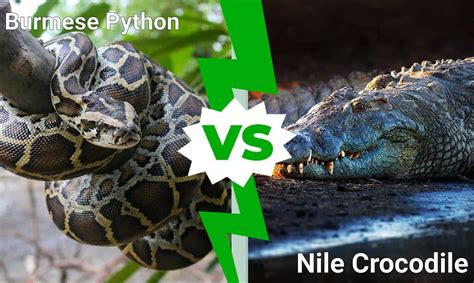 Epic Battles: Burmese Python vs. Nile Crocodile - A-Z Animals