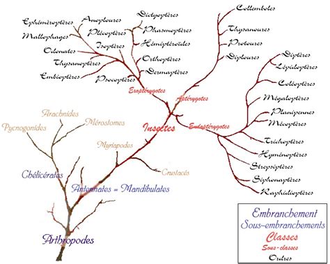 Image result for Classification Des Vers