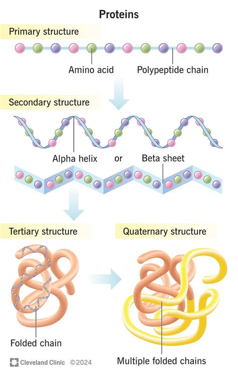 Secondary Protein Structure に対する画像結果