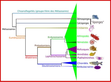 Image result for Classification Des Vers