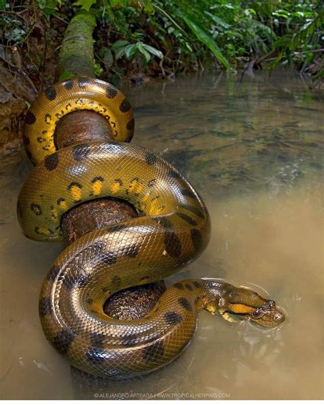 Image result for Anaconda Python Snake