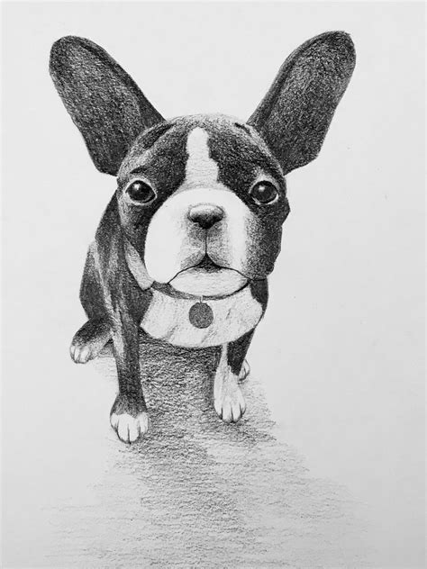 How Do You Draw Animals に対する画像結果