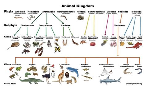 Image result for Animal Kingdom Science Classification