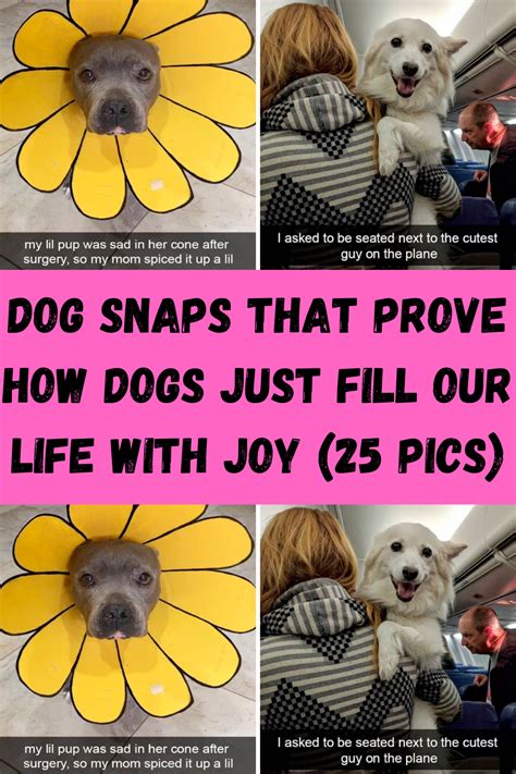 Image result for Guilty Huskies