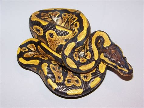 Image result for Spark Ball Python