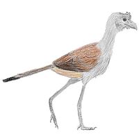 Image result for Australaves Examples