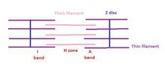 Image result for Overlapping Band Drawing
