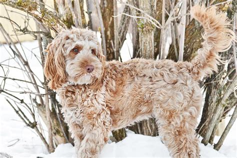 Afbeeldingsresultaten voor Cockapoo Adult Dogs