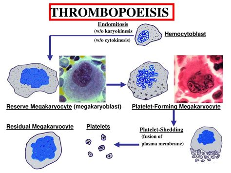 Image result for Tissue Types