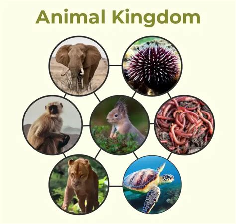 Image result for Animal Kingdom Science Connection