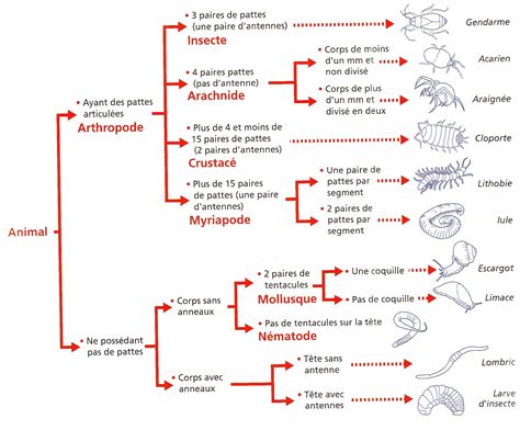 Image result for Classification Des Vers