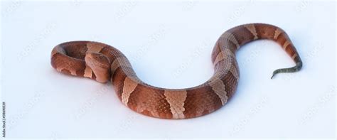 Image result for Copperhead Snake Pattern