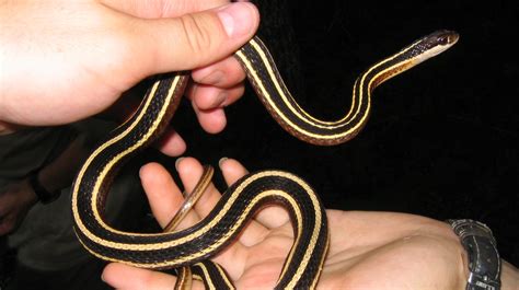 Snake with Triangle Pattern に対する画像結果