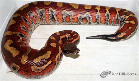 Image result for Red Blood Ball Python