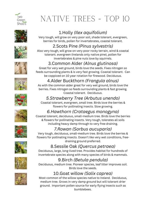 Image result for Hedge Plant Planting Guide