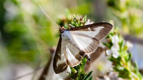 Image result for Box Tree Moth Infestation