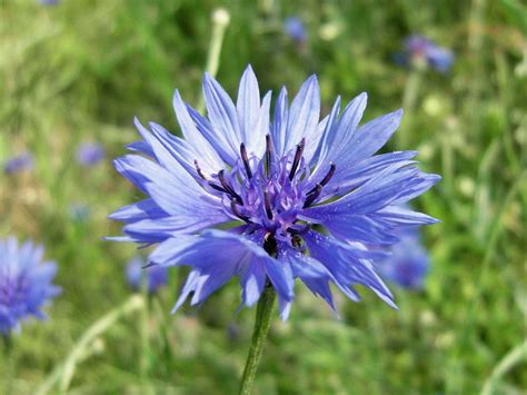Image result for Cornflower Blue Color Chart