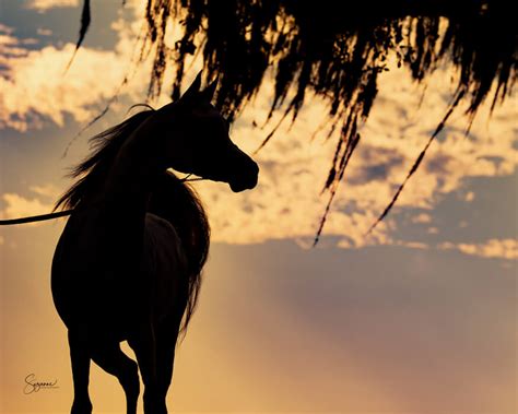 Image result for El Lua