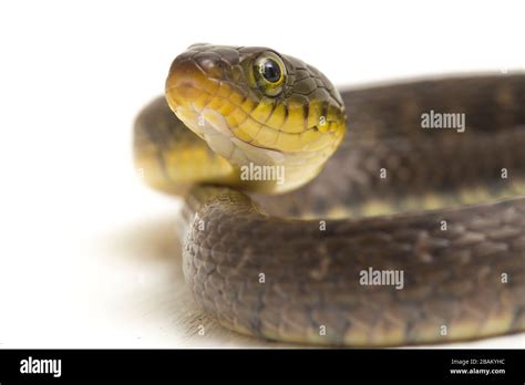 Snake with Triangle Pattern に対する画像結果