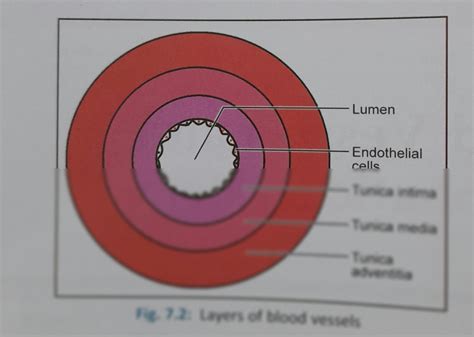 Image result for Tissue Blood Layers
