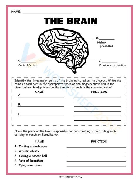 Image result for Brain Parts and Functions Worksheet