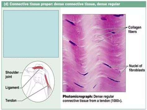 Image result for 5 Types of Connective Tissue