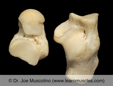 Subtalar Inversion に対する画像結果