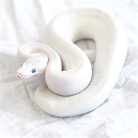 Image result for Leucistic Ball Python