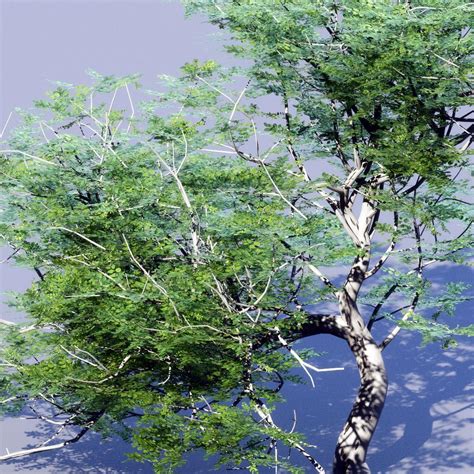 Toradh íomhá ar Random Tree Generation