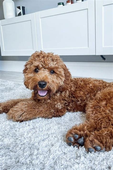 Afbeeldingsresultaten voor Cockapoo Adult Dogs