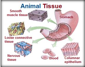 Image result for Animal Tissue Types