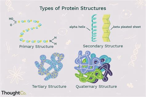 Secondary Protein Structure に対する画像結果