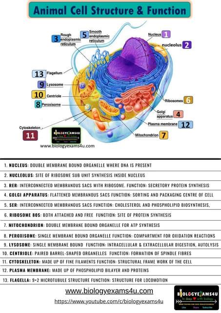 Toradh íomhá ar Cell Structure Notes