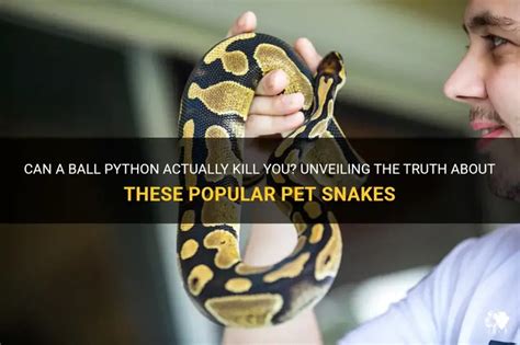 Image result for Will Your Pet Python Kill You