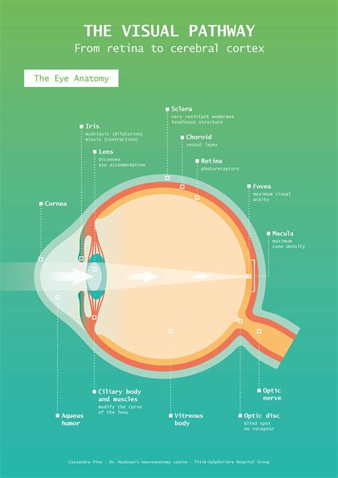 Visual Pathway Brain-साठीचा प्रतिमा निकाल