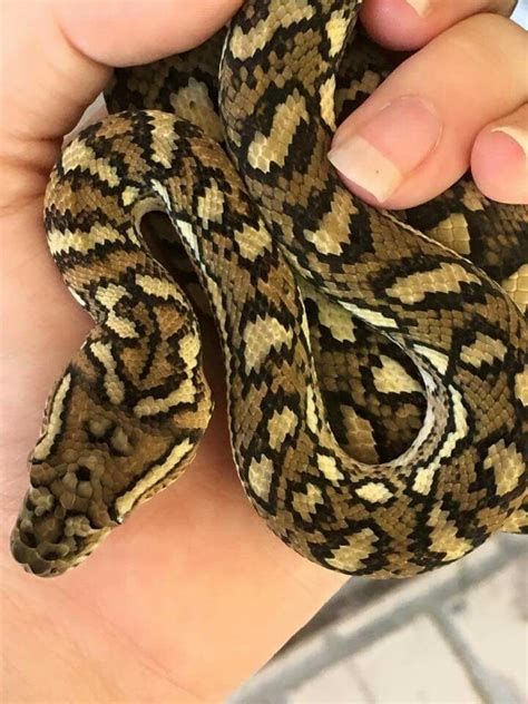 Image result for Python Snake Adult