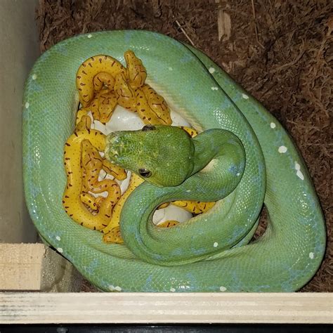 Image result for Green Yellow and Red Python
